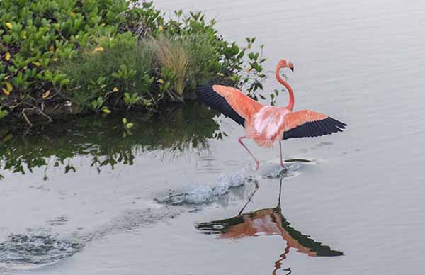 Flamenco - isla Isabela - islas Galapagos - Ecuador 26.jpg